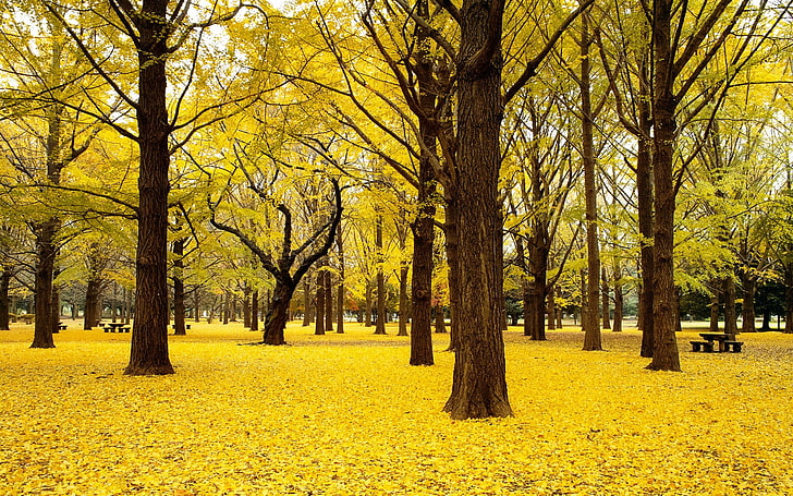 Ginkgo Tree, park, autumn collection, autumn, park  man made space Free HD Wallpaper
