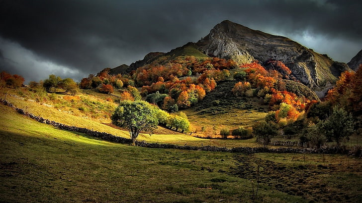 Green Forest Trees, oldfashioned, beauty in nature, rural scene, outdoors