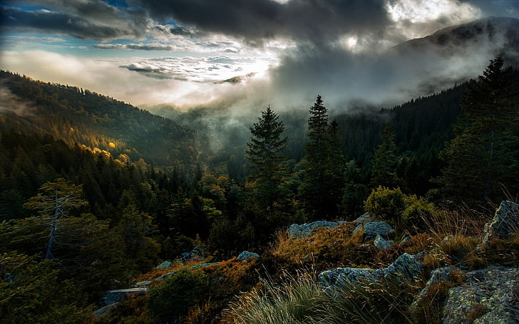 Japanese Garden Trees, outdoors, nonurban scene, morning, european alps Free HD Wallpaper