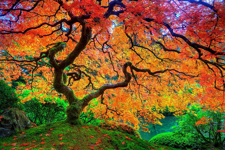 Japanese Maple Trees in Autumn, multi colored, green color, colors, maple tree Free HD Wallpaper