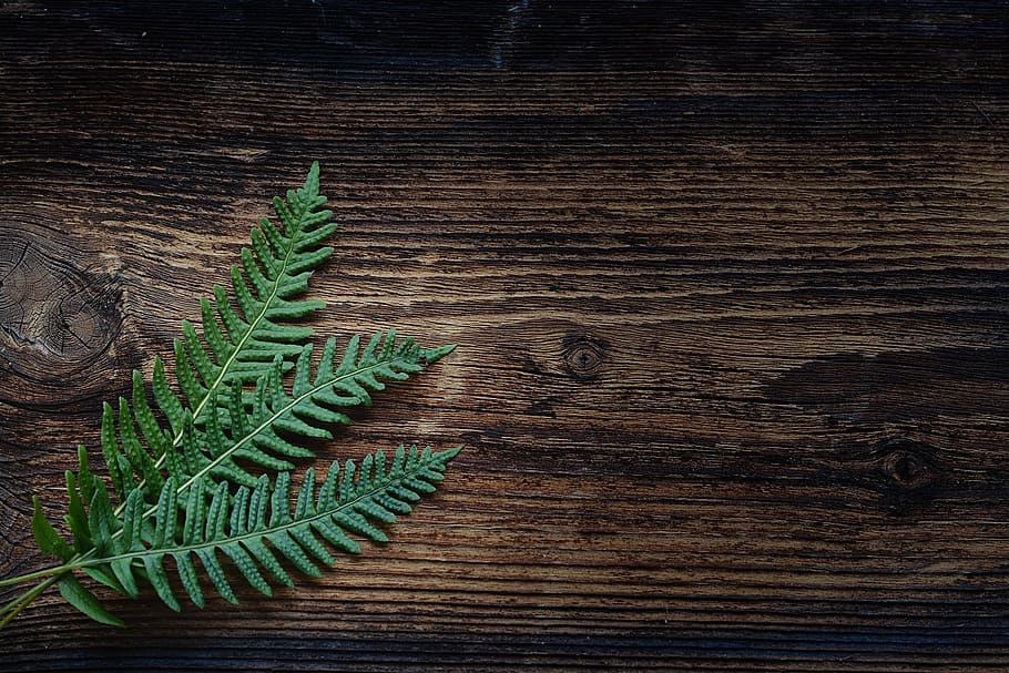 Kitchen Dining Table, no people, leaves, fir tree, freshness