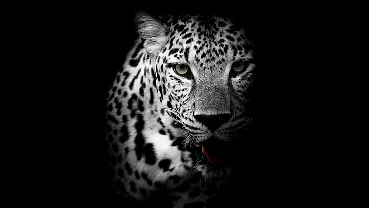 Leopard Spots Black and White, head, monochrome photography, whiskers, photography