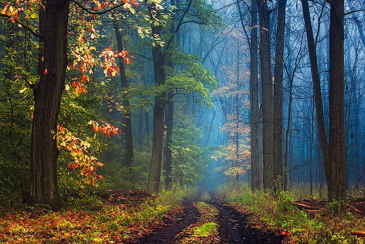 Magical Wonderland, footpath, autumn, vibrant color, leaf Free HD Wallpaper
