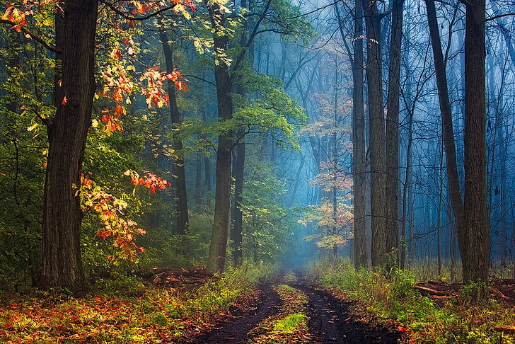 Magical Wonderland, footpath, autumn, vibrant color, leaf