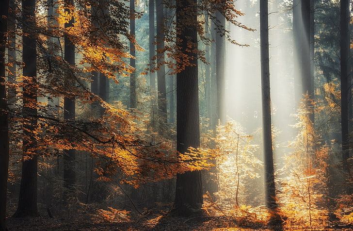 Mist Forest, season, sun, tree trunk, fall Free HD Wallpaper