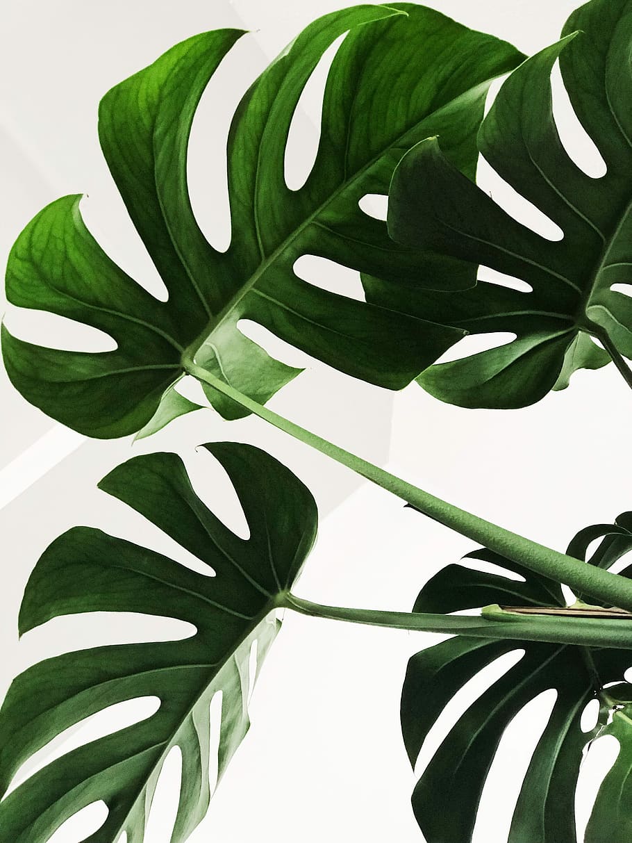 Monstera Plant HD, stem, monstera, studio shot, veins