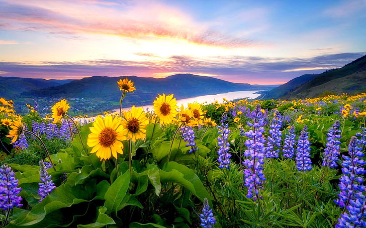 Mountain Spring Wildflowers, cloud  sky, plant, yellow, multi colored Free HD Wallpaper