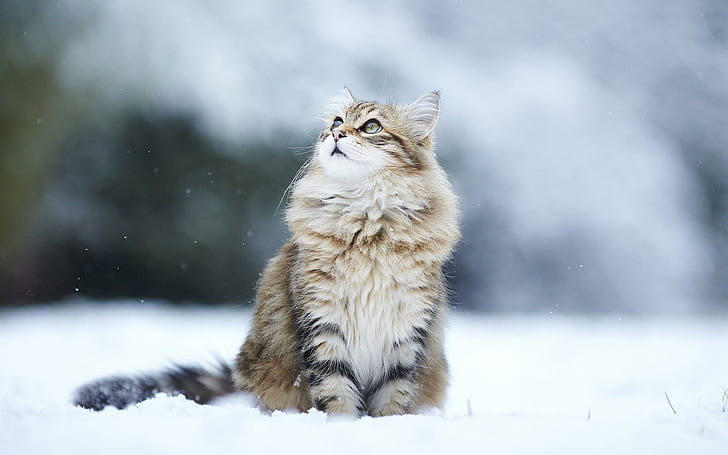 My Cat, cats, flakes, snow, humor Free HD Wallpaper