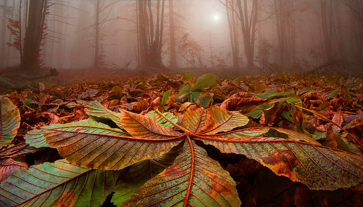 Nature Landscape Forest Mist Sunlight, growth, mist, plant part, tranquility Free HD Wallpaper