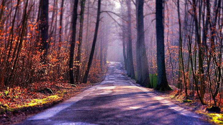 Nature Photography Trees Landscape, red, street, plants, footpath Free HD Wallpaper