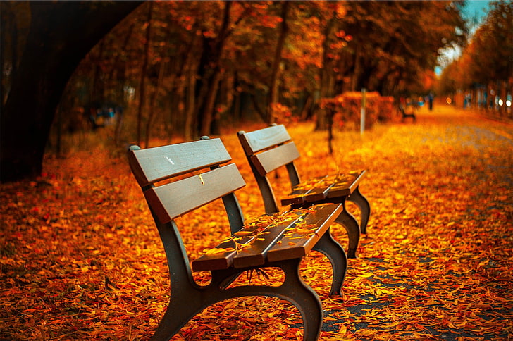 Park Bench Colors, depth of field, nature, green color, focus on foreground Free HD Wallpaper