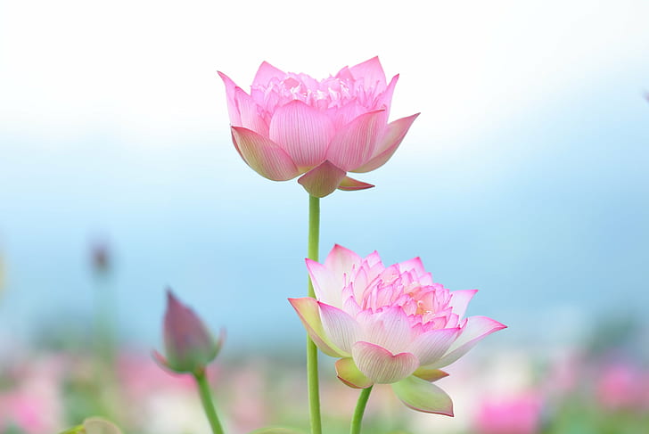 Pastel Flower Bouquet, nature, summer, light, beauty in nature Free HD Wallpaper