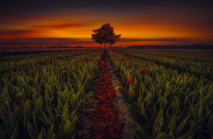 PC, outdoors, tranquil scene, flowering plant, flower