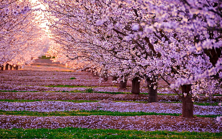 Pink Cherry Blossom Flowers, plant, tree, freshness, agriculture Free HD Wallpaper