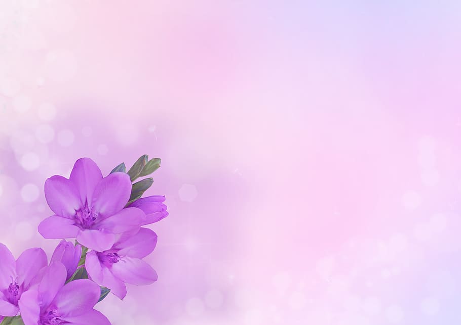 Pink Purple Flowers, beauty in nature, paper, noble, softness