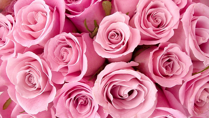 Pink Rose Varieties, flora, bud, leaf, blooming Free HD Wallpaper