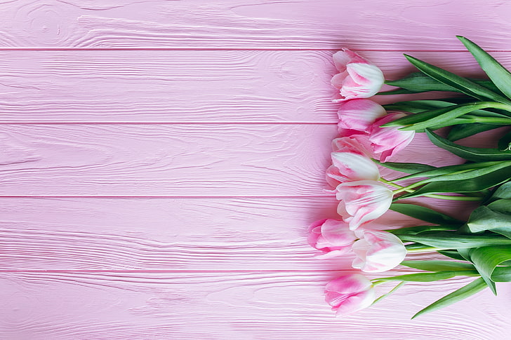 Real Pink Tulips, vulnerability, still life, directly above, copy space Free HD Wallpaper