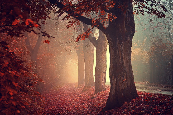 Red Dark Forest, tranquil scene, sunset, autumn collection, scenics Free HD Wallpaper