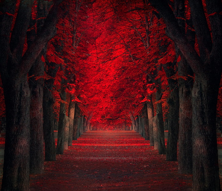 Red Leaf Trees, red leaves, road, autumn, woodland Free HD Wallpaper