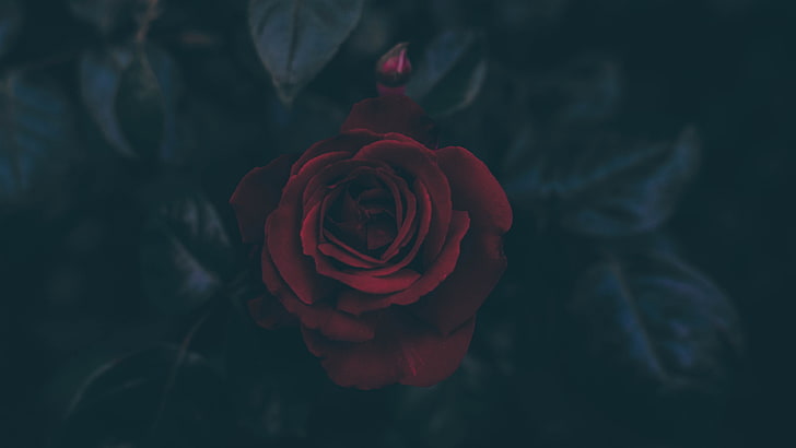 Red Rose Garden, indoors, inflorescence, valentines day  holiday, fragility Free HD Wallpaper