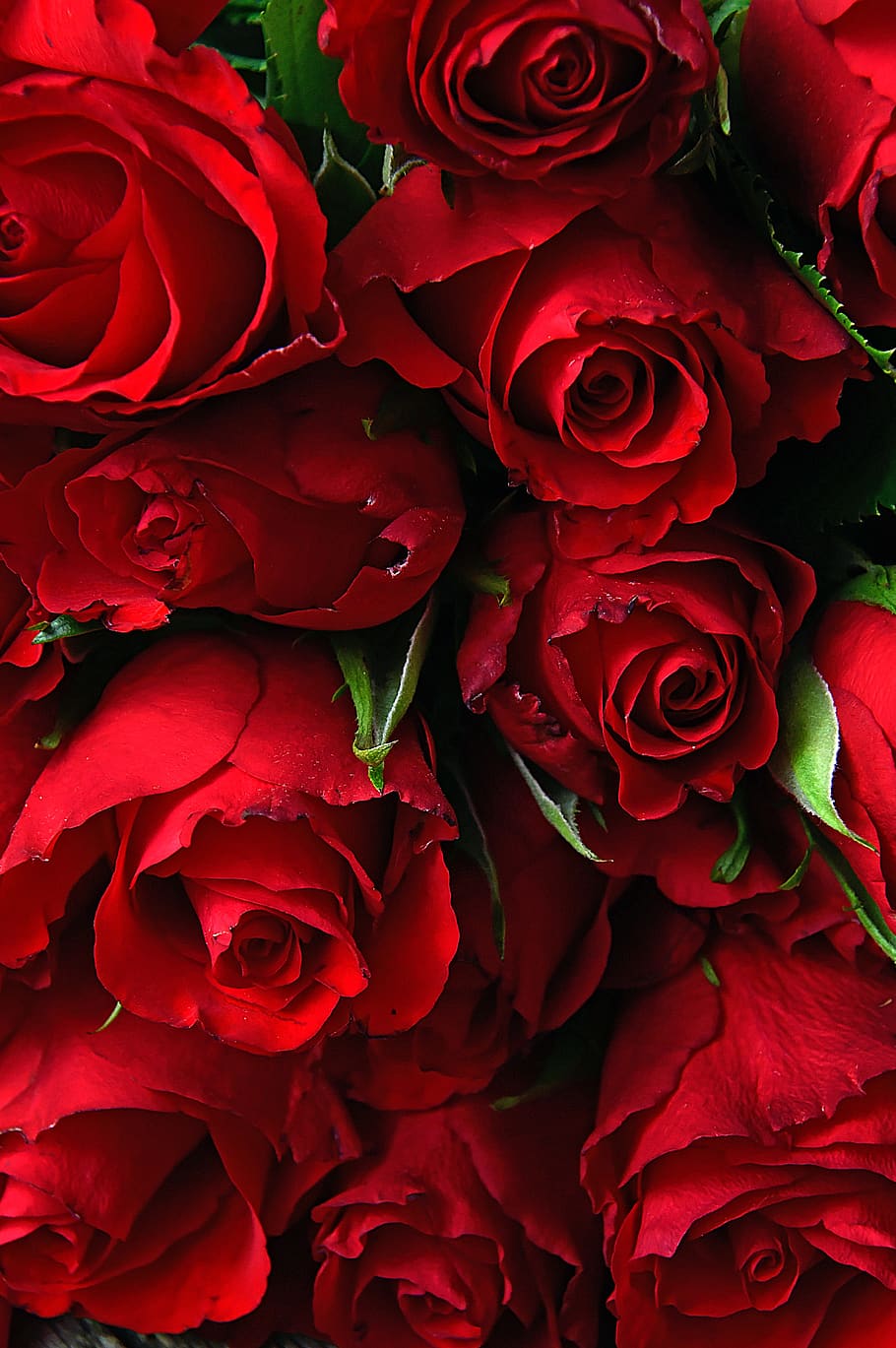 Romantic Pink Roses, vulnerability, wedding, nature, flower Free HD Wallpaper