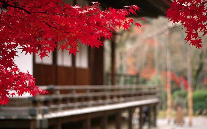 Scenery, park  man made space, japan, street, asia