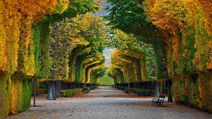 Schonbrunn Palace Gardens Bing, treelined, arch, plant, vanishing point Free HD Wallpaper