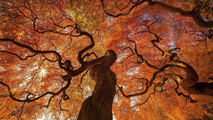 Spotlight Windows Lock Screen Trees, light  natural phenomenon, bare tree, woodland, environment Free HD Wallpaper