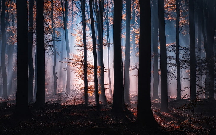 Spring Tree Silhouette, growth, atmosphere, tranquil scene, beauty in nature