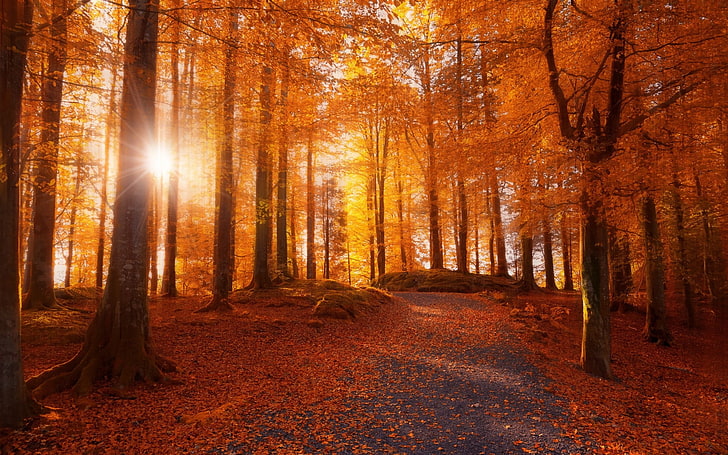 Sunset Autumn Forest, gold colored, sunbeam, direction, tree trunk Free HD Wallpaper