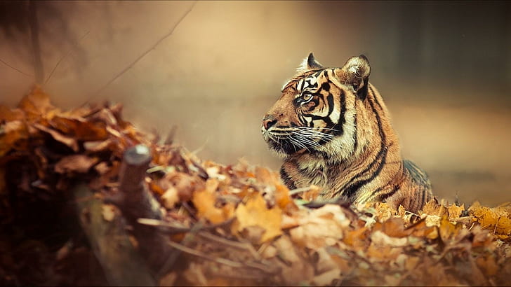 Tiger, big cats, tiger, Tiger Camo, camo Free HD Wallpaper