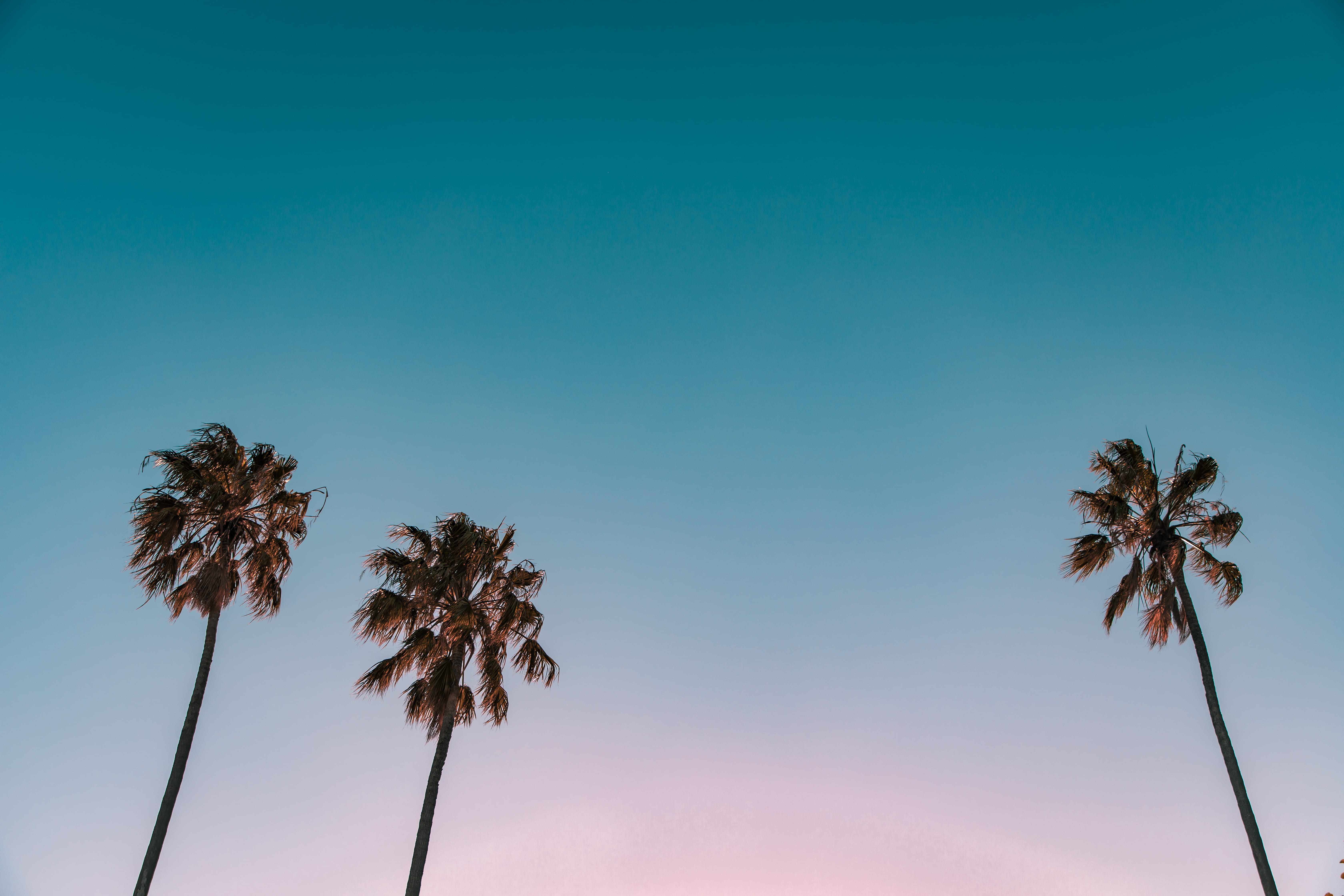 Tree Blue Sky, tropical, vacation, pastel, treetop