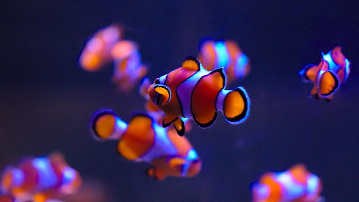 Tropical Clown Fish, saltwater fish, small, swimming, vertebrate Free HD Wallpaper