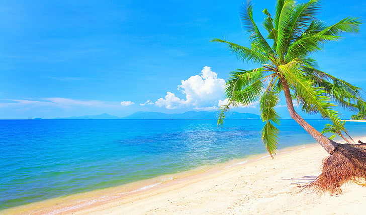 tropical tree, tranquility, scenics  nature, horizon over water Free HD Wallpaper