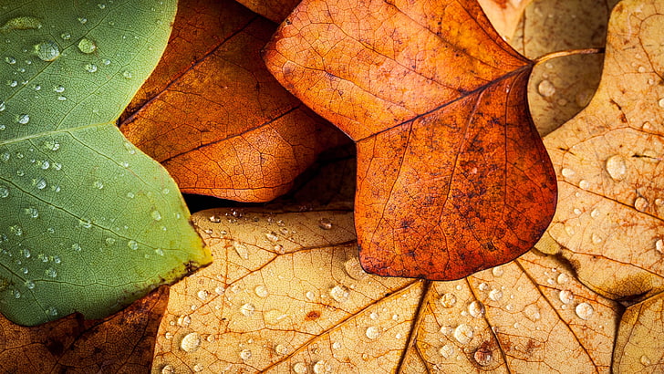 Ultra HD Autumn Leaves, water drops, environment, weather, raindrop Free HD Wallpaper