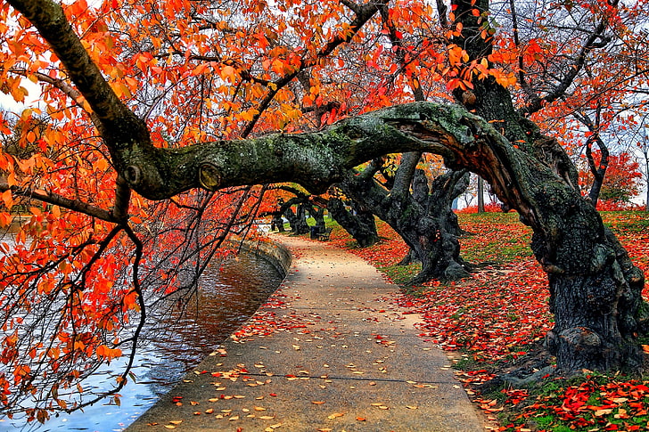 Yellow Fall Trees, diminishing perspective, season, tree trunk, falling Free HD Wallpaper