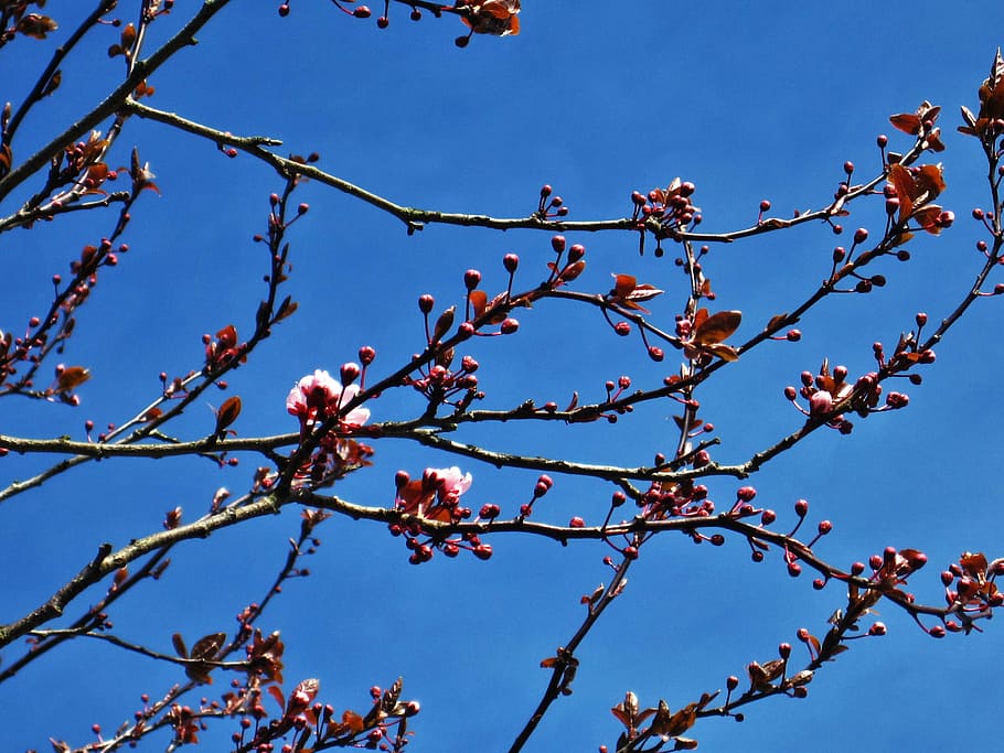 Apple Blossom Flower Tree, outdoors, aesthetic, early bloomer, pink