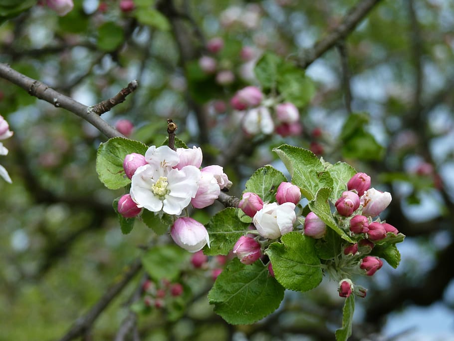 Apple Blossom Tattoo, plant, flower head, pollen, pink color Free HD Wallpaper