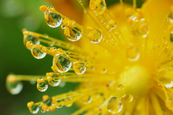 Awesome Nature HD, dew, nature, freshness, raindrop Free HD Wallpaper