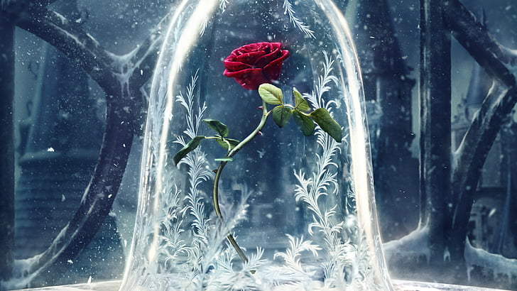 Beauty and the Beast Broadway, beauty and the beast, beauty, Beauty, beast Free HD Wallpaper