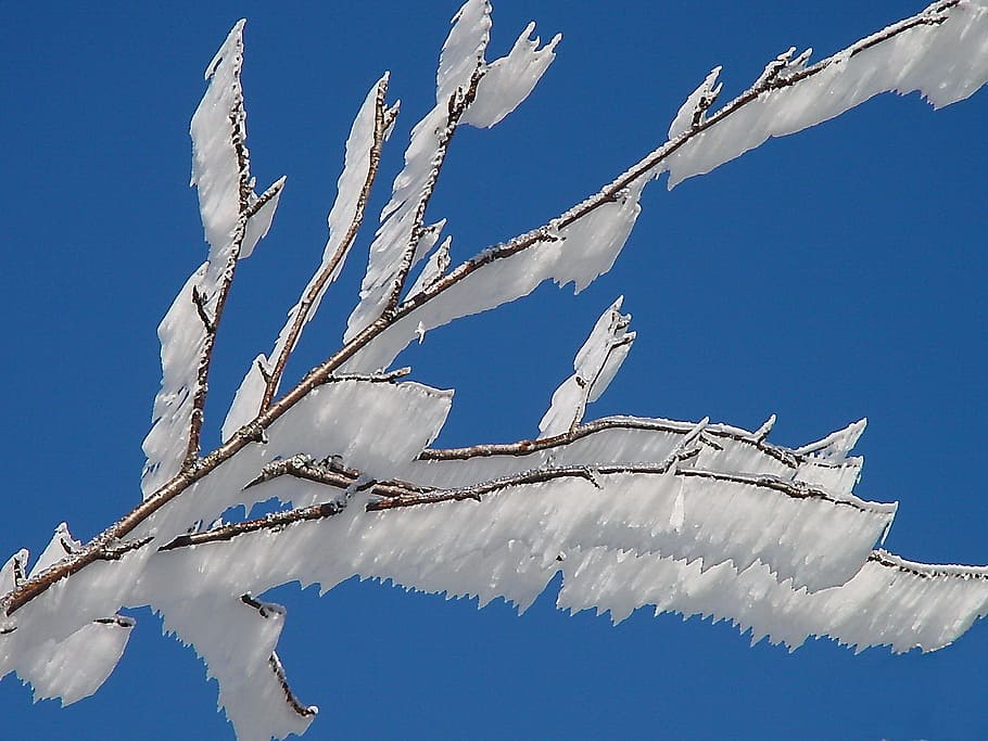 branches, pink, iced ast, cold