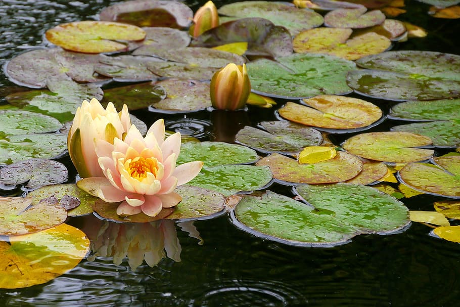 Cattail, growth, flower head, lotus water lily, gardens