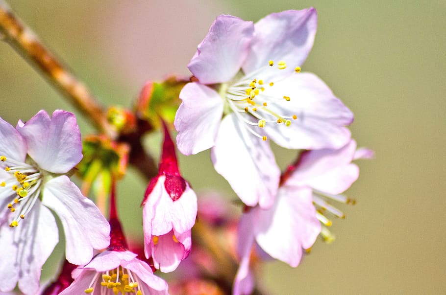 Cherry Blossom Single Flower, bloom, purple, spring awakening, branch Free HD Wallpaper