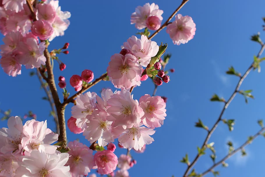 Cherry Blossom Tree Flower, flowering plant, nature, outdoors, plum blossom Free HD Wallpaper