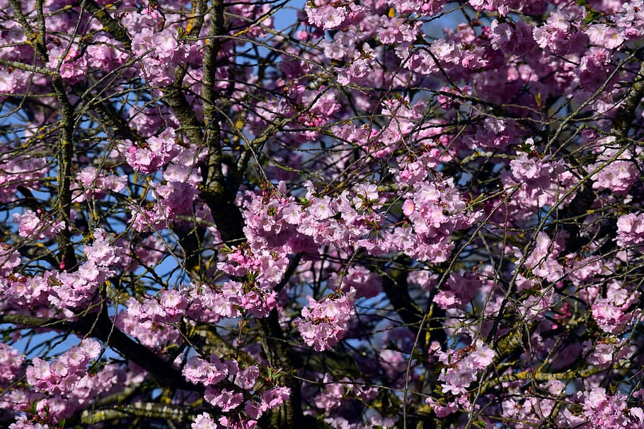 Cherry Blossom Tree, tree, tender, flower, nature