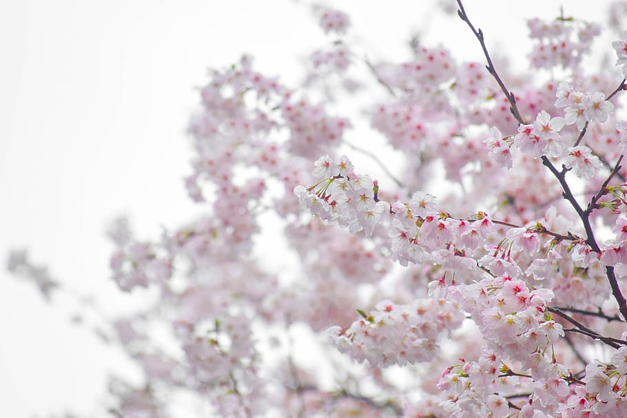 Cherry Hot Shot Studio, white, trees, freshness, cherry tree