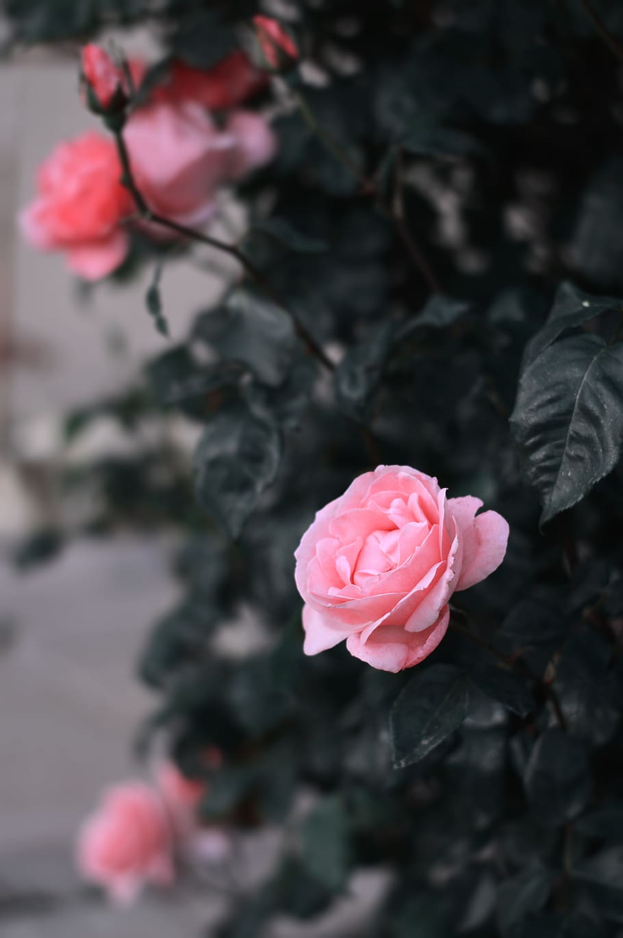 closeup, plant, pink color, freshness Free HD Wallpaper
