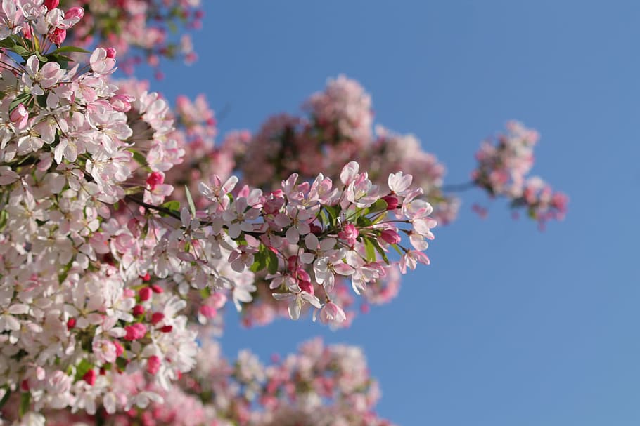 Dwarf Flowering Trees Zone 6, summer, aesthetic, springtime, partly cloudy Free HD Wallpaper