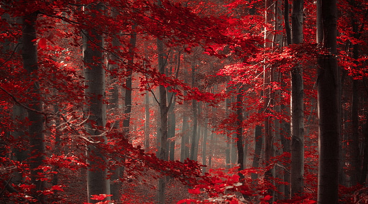 Enchanted Forest Mural, red trees, no people, tranquil scene, magic Free HD Wallpaper