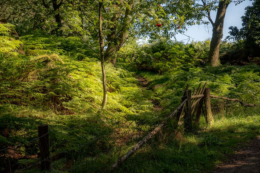 Enchanted Forest Wedding, scenics  nature, grass, beauty in nature, outdoors Free HD Wallpaper